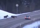 Dunkle Jahreszeit in Norwegen: Großes Risiko, im Straßeverkehr auf Elche zu treffen