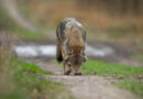 Auch in Dänemark ein Streitthema: Forscher sehen stark wachsende Wolfspopulation