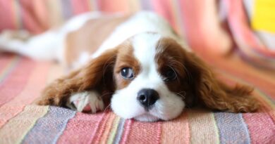 Cavalier King Charles Spaniel Zucht Norwegen