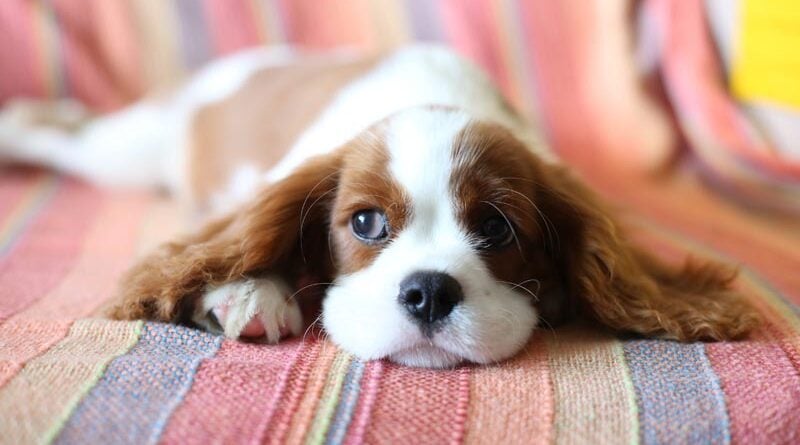 Cavalier King Charles Spaniel Zucht Norwegen