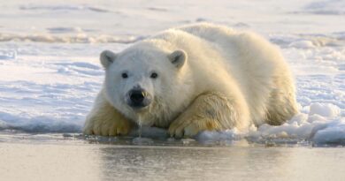 Eisbären Verbreitung