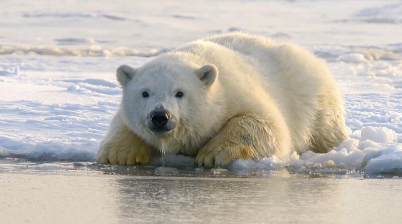 Eisbären Verbreitung