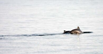 Schweinswalbestand in dänischen Gewässern mehr als halbiert