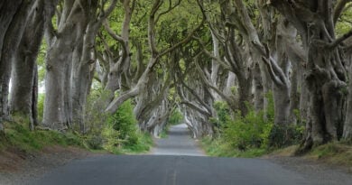 Dark Hedges 2