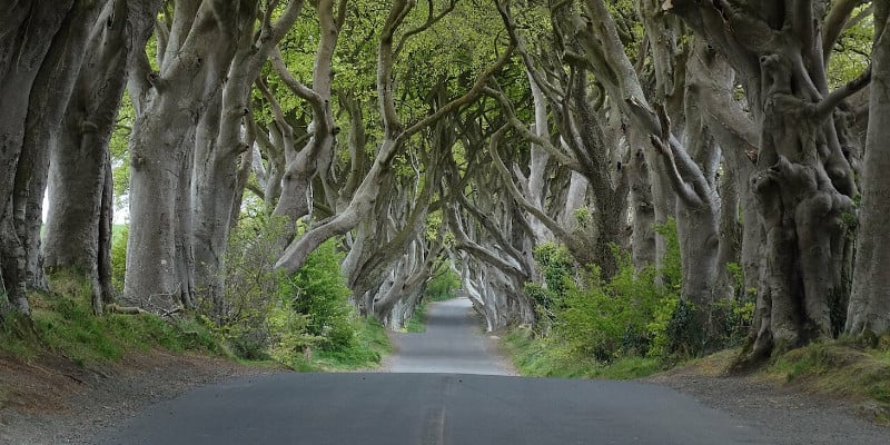 Dark Hedges 2