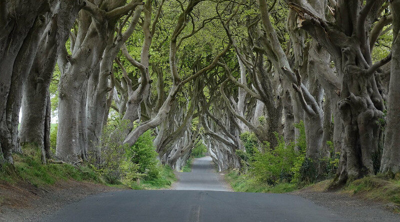 Dark Hedges 1