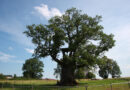Lettlands Baum des Jahres ist… – die große Eiche „Kaņepju“ in der Gemeinde Jērcēni
