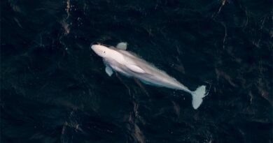 Weißwal Beluga Shetlands
