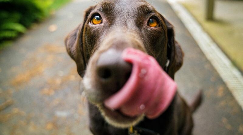 Warum fressen Hunde Kot/Fäkalien?