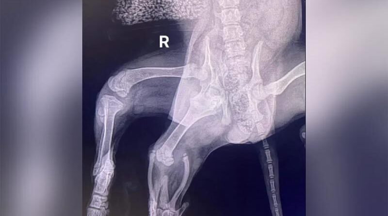 Ariel sechsbeiniger Hund Röntgen