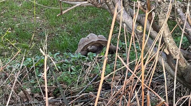 Riesenschildkröte tot England