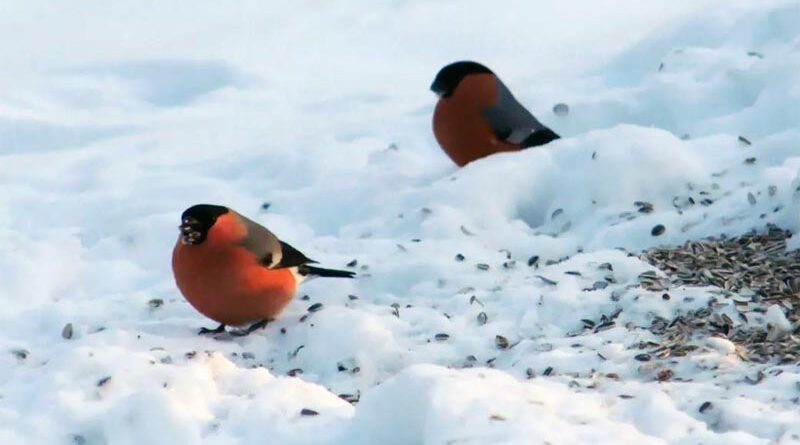 Studie Vogelgröße Winter