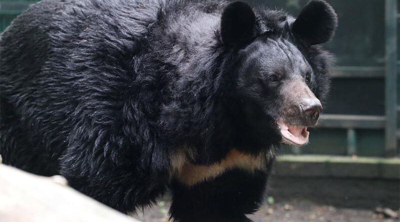 Yampil Schwarzbär Schottland