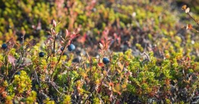 Blaubeeren Pflücken Finnland