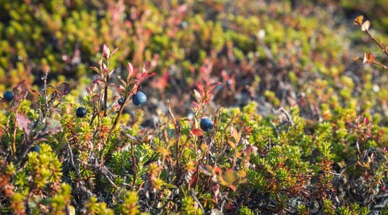 Blaubeeren Pflücken Finnland