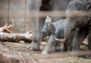 Im Kreise der Herde: Nachwuchs im Zoo Kopenhagen – kerngesundes Elefantenbaby „Chin“ geboren