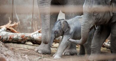 Im Kreise der Herde: Nachwuchs im Zoo Kopenhagen – kerngesundes Elefantenbaby „Chin“ geboren