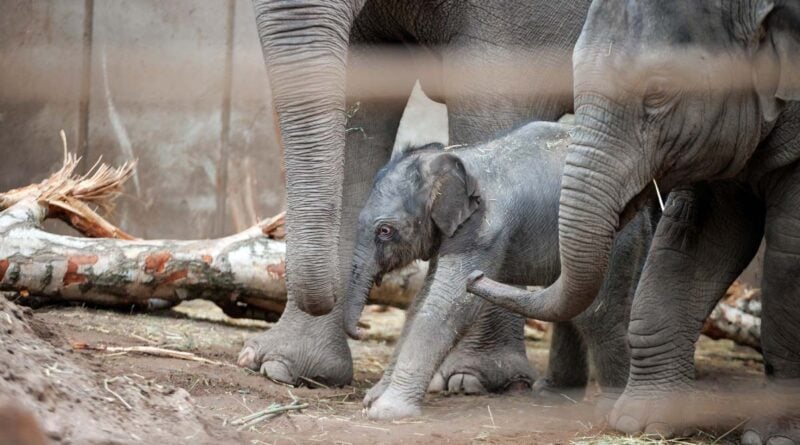 Kopenhagener Zoo Baby-Elefant