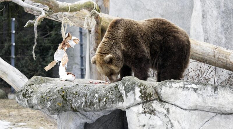 Korkeasaari Zoo