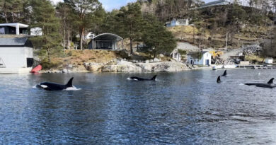 Norwegen: 12 Orcas in Sveio am Ålfjord gesichtet – aus nächster Nähe