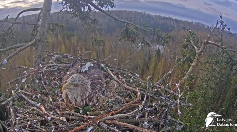 Adler-Nest live Cam