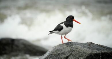 Die Rückkehr des Austernfischers läutet den Frühling in Island ein