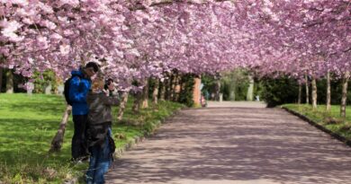 Kirschblüten-Pfad Friedhof Bispebjerg