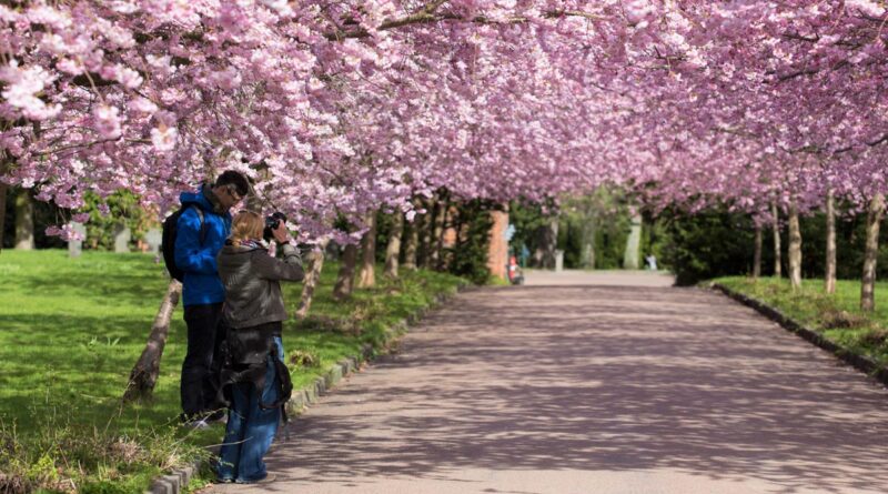 Kirschblüten-Pfad Friedhof Bispebjerg