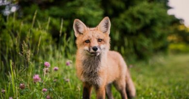 Schottland: Verbot von Fuchsjagd führt zu ersten Verhaftungen