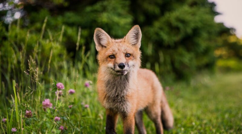 Schottland: Verbot von Fuchsjagd führt zu ersten Verhaftungen