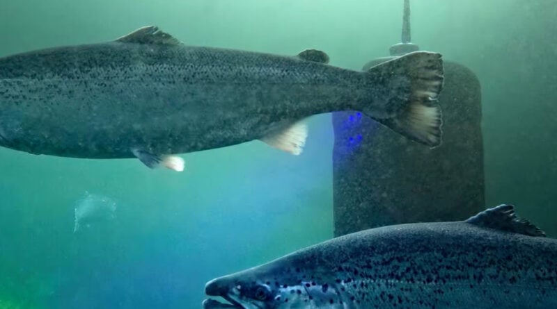 Zuchtlachs Norwegen Virus