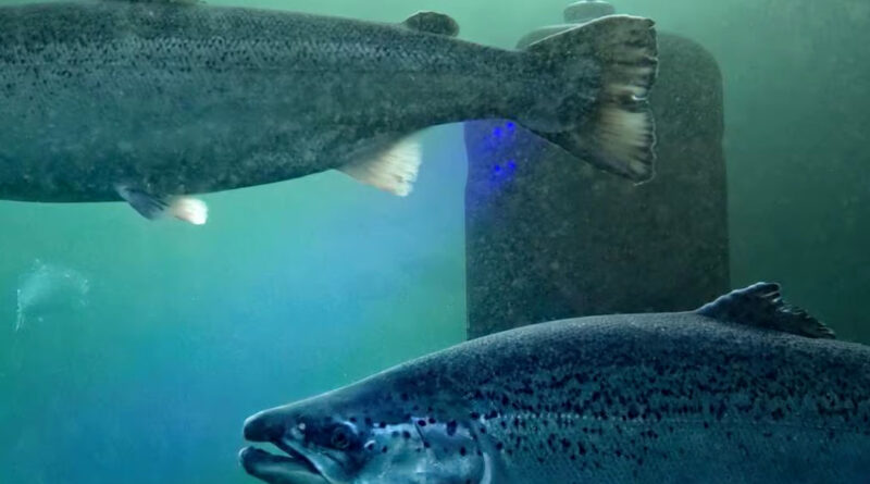 Zuchtlachs aus Norwegen Krankheit