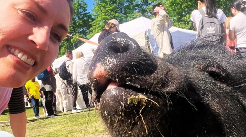 Vegetarier Festival Oslo Vegetarfestival