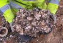 Römische Lebensart in England: 2.000 Jahre alte Austernzucht entdeckt