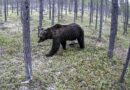 Norwegen: Putins Krieg erschwert Zählung der Bärenpopulation massiv