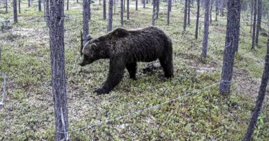 Norwegen: Putins Krieg erschwert Zählung der Bärenpopulation massiv