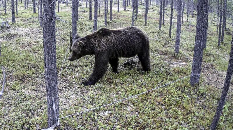Bären in Norwegen