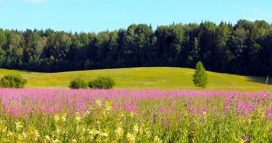 Sommer Finnland