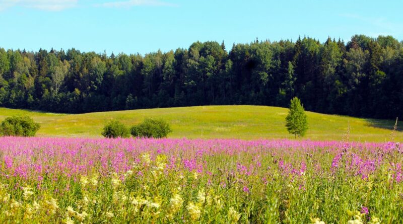 Sommer Finnland