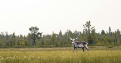 Lappland Sommer Weiße Nächte