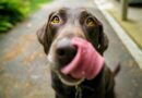 Irland: Elektronische Schockhalsbänder für Hunde werden verboten