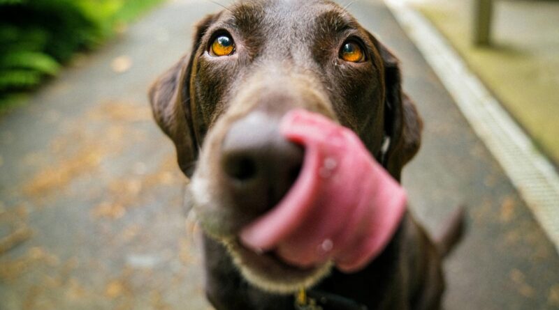 Elektronische Schockhalsbänder für Hunde