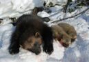 Norwegischer Naturschutzbund fordert Stopp Jagd auf Vielfraße