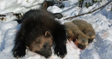 Norwegischer Naturschutzbund fordert Stopp Jagd auf Vielfraße
