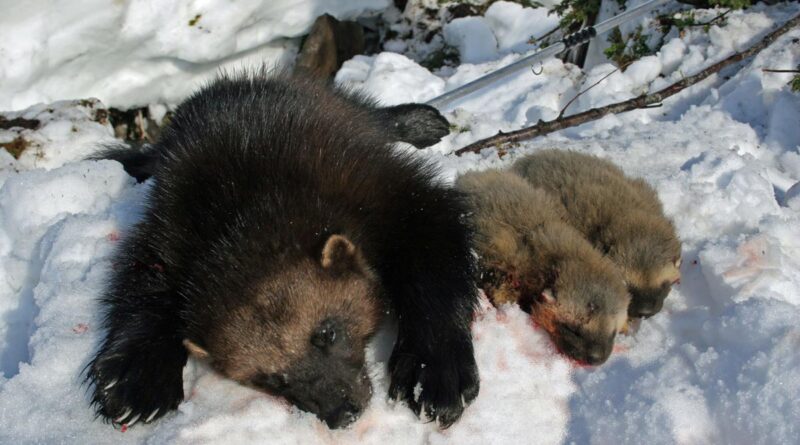 Norwegischer Naturschutzbund fordert Stopp Jagd auf Vielfraße