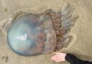 Gigantische 40 Kilo-Qualle an Strand angespült