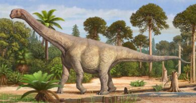 Camarasaurus