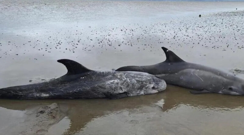 Delfinrettung Strand Nordirland