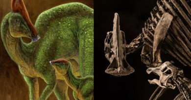 Dino Oslo Ausstellung