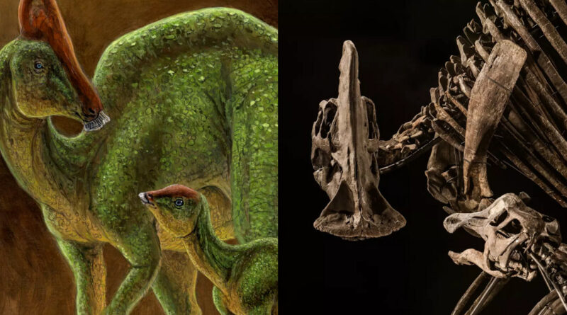 Dino Oslo Ausstellung